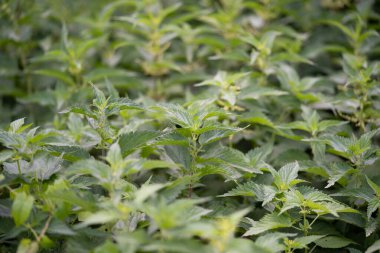 Güzel yeşil ısırgan otu açık havada güneş ışığında