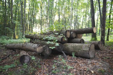 Oduncular yakacak odun bulmak için ormanda bir sürü ağaç kestiler.