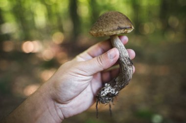 Bir mantar toplayıcısı elinde ormanda bulunan yenilebilir mantarları tutar.