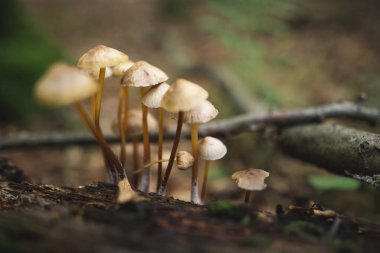 Yenilemez mantarlar ormandaki bir ağaç kütüğünden yetişir.