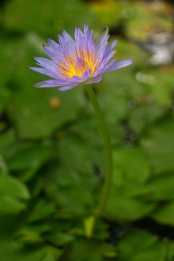 Bahçedeki güzel mavi nilüfer çiçeklerine yakın çekim