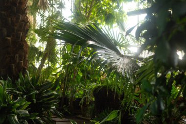 Yeşil tropikal bitkiler botanik bahçesinde yetişir.