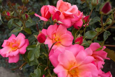 bahçede büyüyen güzel pembe gül