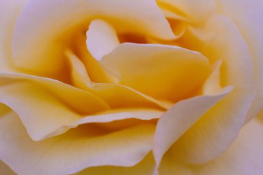 Bahçede büyüyen güzel beyaz bir gül