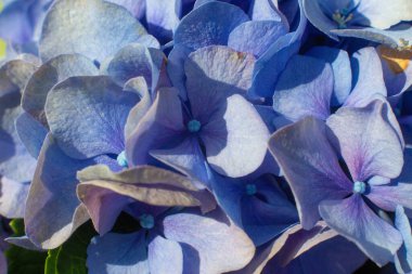 Büyük yapraklı ortancaların güzel mavi ve pembe çiçekleri.