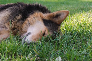 Çimenlerde dinlenen güzel bir köpeğin yakın çekimi.