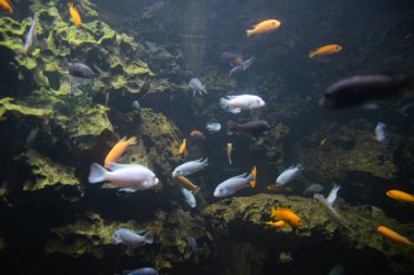 Birçok farklı balık resifler arasında bir akvaryumda yüzer.