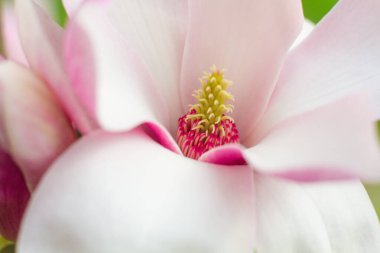 Bahçedeki güzel pembe manolya çiçeklerini kapat.