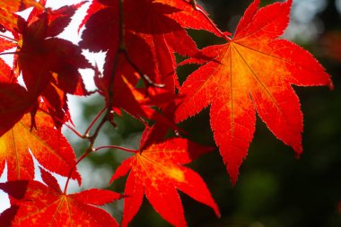 Güzel kırmızı akçaağaç yapraklarını kapatın.
