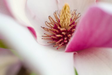 Bahçedeki güzel pembe manolya çiçeklerini kapat.