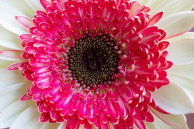 Bahçedeki güzel Gerber Jameson çiçeğinin yakın çekimi.