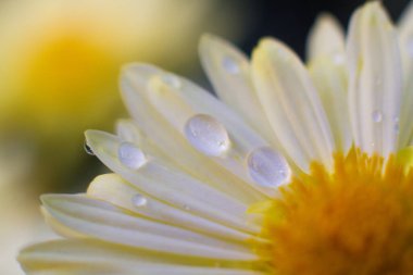 Güzel beyaz papatya çiçekleri tarlada yetişir.
