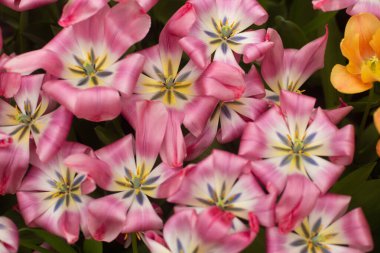 Bahçede renkli lale çiçekleri yetişiyor.