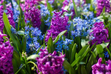 Tarlada yetişen Doğulu sümbül çiçeklerine yakın plan.