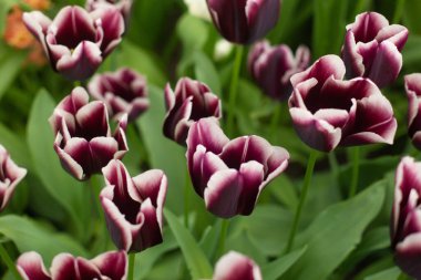 Bahçede renkli lale çiçekleri yetişiyor.