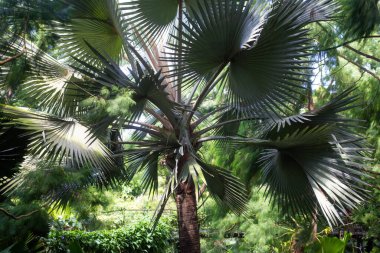 Tayland 'ın bahçesinde egzotik bir ağaç.
