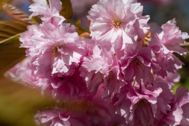Bahçedeki güzel kiraz çiçeklerinin yakın çekimi.