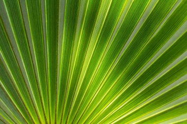 Yeşil palmiye yapraklarının düz dokusunu kapat