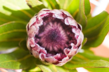 Bahçedeki güzel bir Protea devinin yakın çekimi.