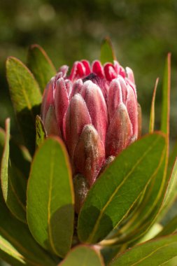 Bahçedeki güzel bir Protea devinin yakın çekimi.