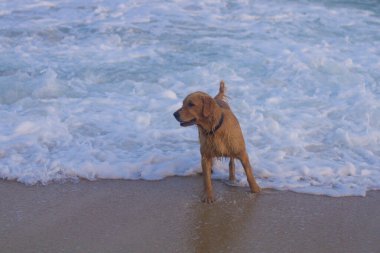 Güzel ıslak köpek deniz kıyısında güneşleniyor.