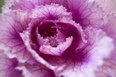 Bahçede güzel bir Brassica oleracea var acephala üç renkli çiçeğin yakın çekimi