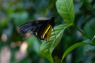 Bahçedeki çiçeklerin üzerindeki güzel renkli kelebek.
