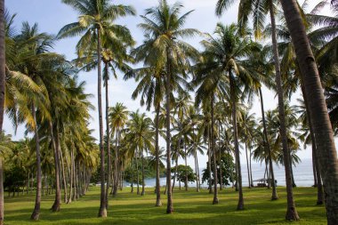 Güzel tropikal palmiye ağaçları kıyıda yetişir.