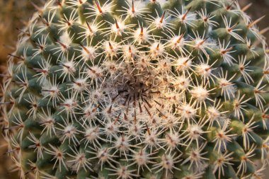 Serada bir sürü farklı dekoratif kaktüs yetişiyor.