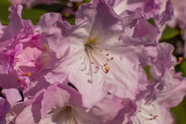 Bahçedeki güzel pembe bir Rhododendron çiçeğine yaklaş.