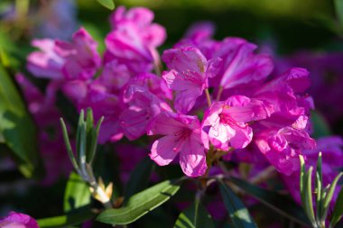 Bahçedeki güzel pembe Japon rhododendron pembe çiçeğinin yakın çekimi.