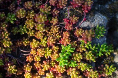 Bahçedeki Sedum Oreganum bitkisinin dokusuna yakın plan.