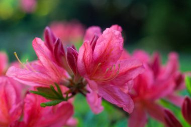 Bahçedeki güzel pembe Japon rhododendron pembe çiçeğinin yakın çekimi.
