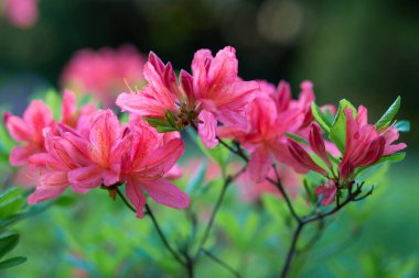 Bahçedeki güzel pembe Japon rhododendron pembe çiçeğinin yakın çekimi.