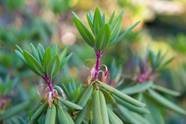 Bahçedeki güzel Rhododendron yapraklarını kapatın.