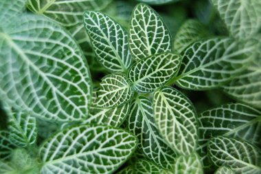 Fittonia bitki yaprağının dokusuna yakın çekim