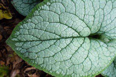 Bruner bitki yaprağının dokusuna yakın çekim