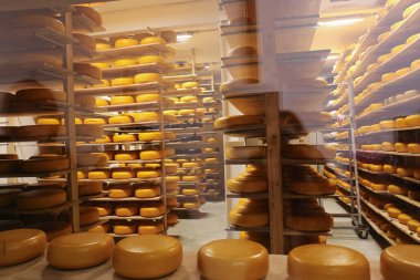 Peynir fabrikasında büyük yuvarlak peynirler yapılır.