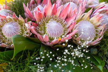 Bahçedeki bir buket güzel Protea devi çiçeğinin yakın çekimi.