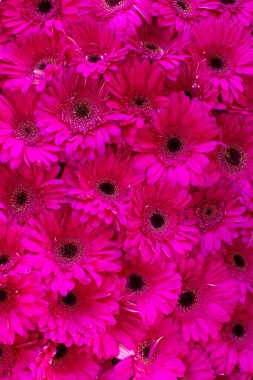 Bahçedeki güzel Gerber Jameson çiçeğinin yakın çekimi.