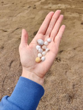 Palmiyelerde bir çok farklı beyaz deniz kabuğu tutuyordu.