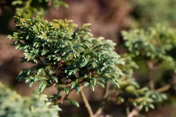 Bahçedeki güzel ardıç iğnelerini kapat.