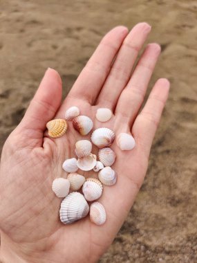 Palmiyelerde bir çok farklı beyaz deniz kabuğu tutuyordu.