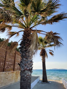Güzel tropikal palmiye ağaçları kıyıda yetişir.