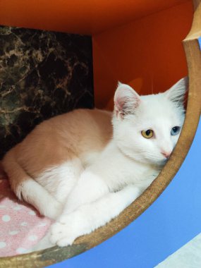 güzel beyaz tüylü kedi, çok renkli gözleri sarı ve mavi