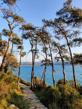 Güzel deniz manzarası ve büyük ağaçlar.