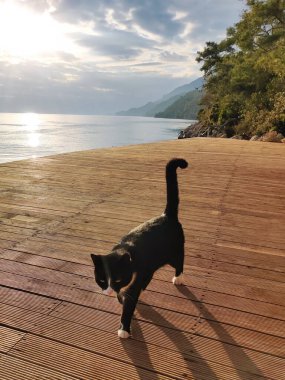 Güzel, tüylü bir kedi denizin yanındaki sahilde dinleniyor.