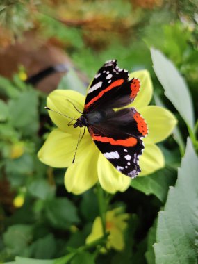 Bahçedeki çiçeklerin üzerindeki güzel renkli kelebek.