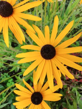 beautiful yellow rudbeckia flowers grow in the garden