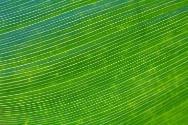 Yakın çekim dokusu ve lifler, bir yaprağın üzerindeki damarlar.